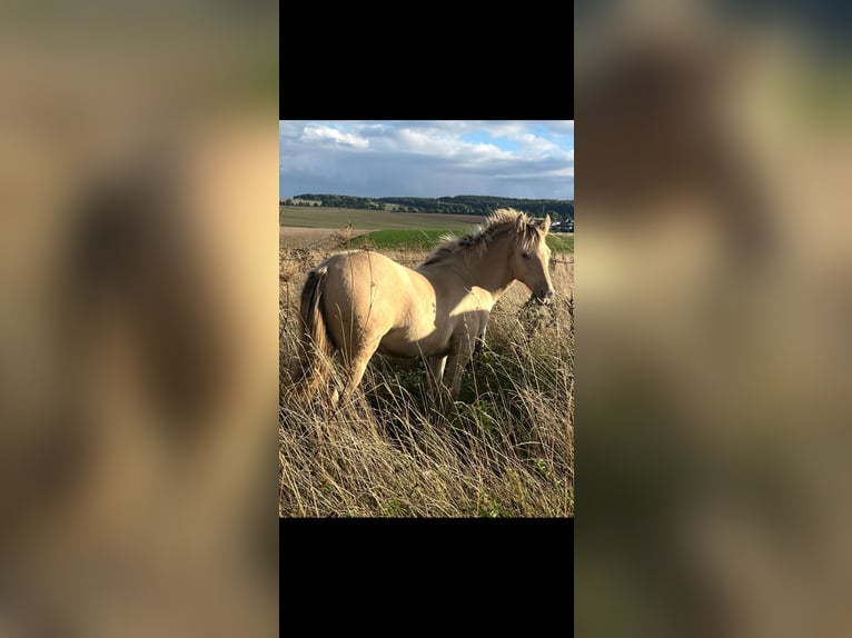 Mustang (american) Stallion Foal (01/2025) 14,2 hh Champagne in Oberbachheim