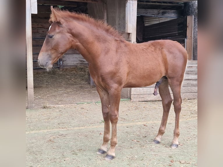 Mustang (american) Stallion Foal (05/2025) 14,3 hh Chestnut in Maxsain