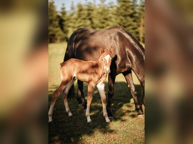 Mustang (american) Stallion  14,3 hh Chestnut in Maxsain