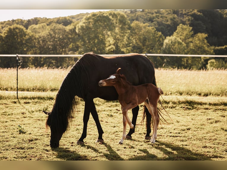 Mustang (american) Stallion  14,3 hh Chestnut in Maxsain