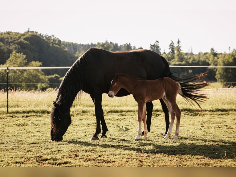 Mustang (american) Stallion Foal (05/2025) 14,3 hh Chestnut in Maxsain Mustang (american) Stallion Foal (05/2025) 14,3 hh Chestnut in Maxsain