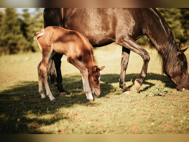 Mustang (american) Stallion Foal (05/2025) 14,3 hh Chestnut in Maxsain Mustang (american) Stallion Foal (05/2025) 14,3 hh Chestnut in Maxsain