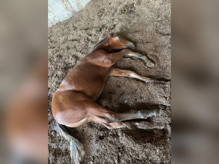 Mustang (american) Stallion Foal (05/2025) 14,3 hh in Kupferzell