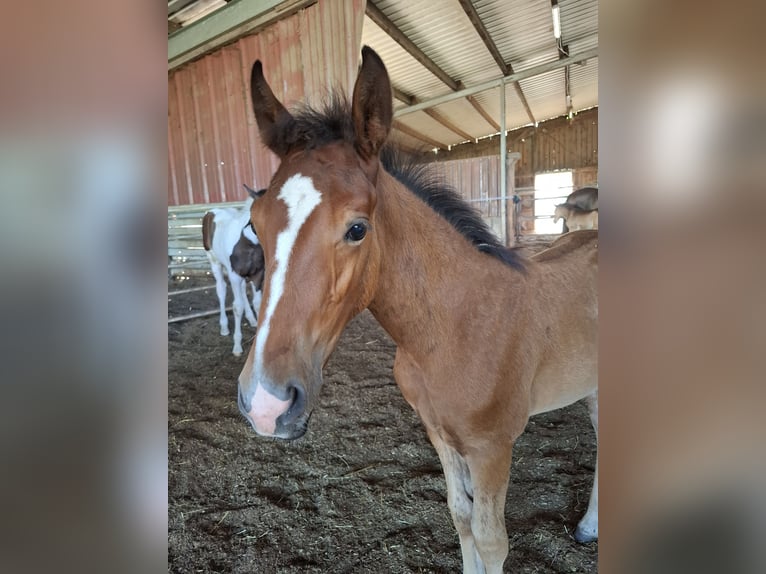 Mustang (american) Stallion Foal (05/2025) 14,3 hh in Kupferzell