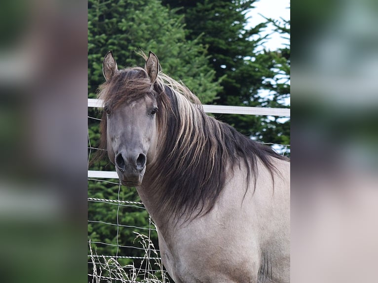Mustang (american) Stallion Grullo in Maxsain