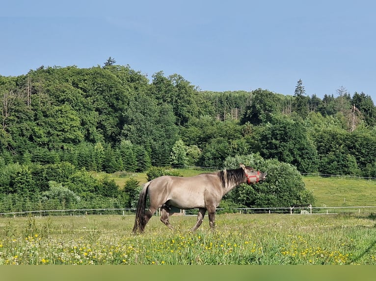 Mustang (american) Stallion Grullo in Maxsain