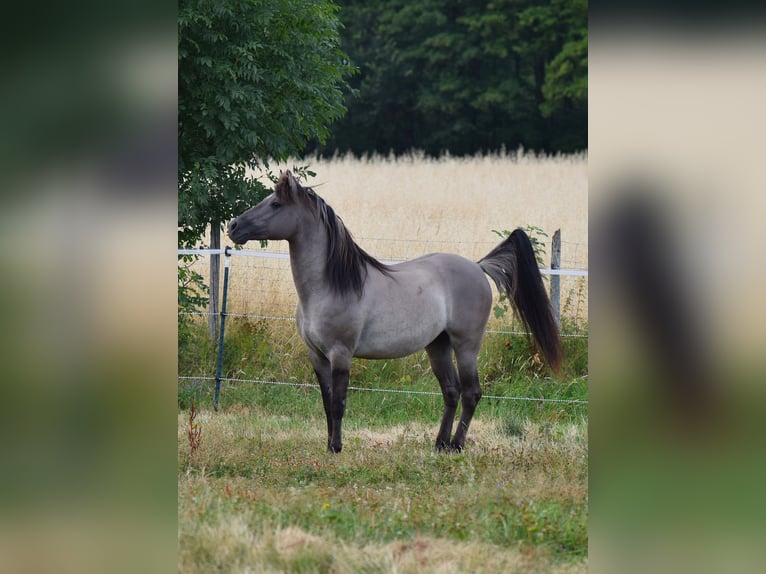 Mustang (american) Stallion Grullo in Maxsain