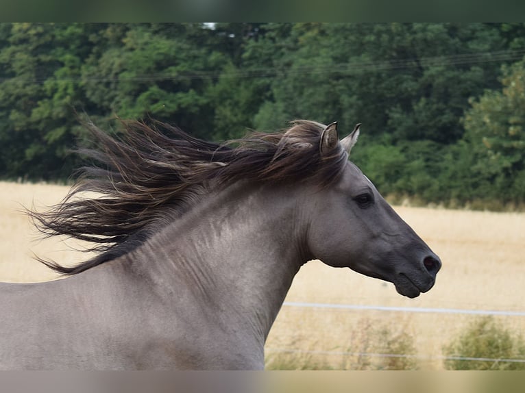 Mustang (american) Stallion Grullo in Maxsain