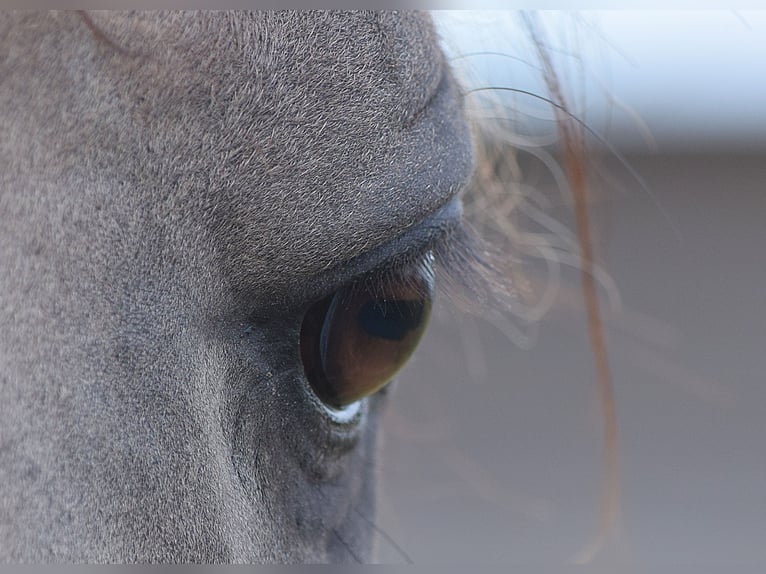 Mustang (american) Stallion Grullo in Maxsain