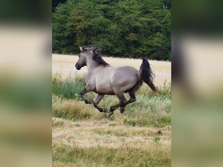 Mustang (american) Stallion Grullo in Maxsain