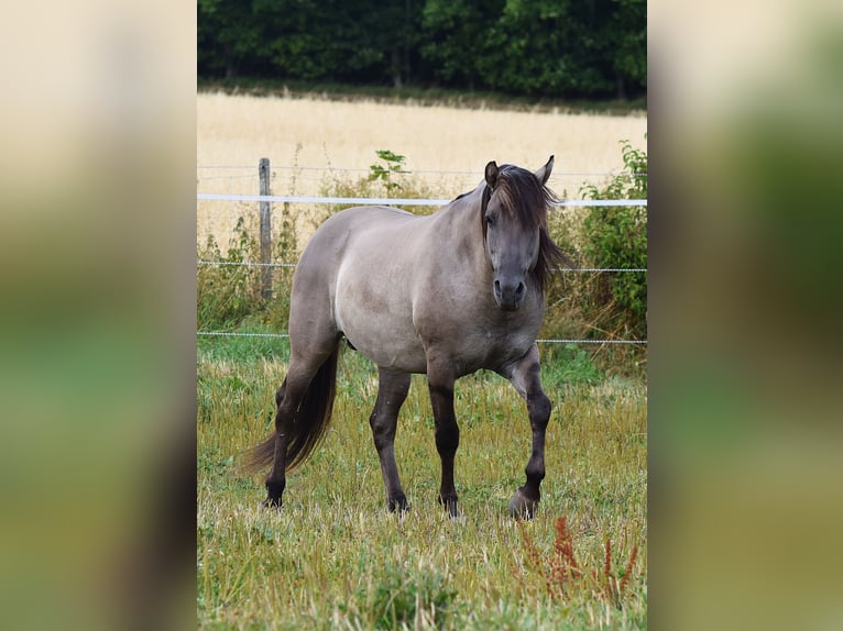 Mustang (american) Stallion Grullo in Maxsain
