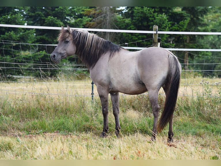 Mustang (american) Stallion Grullo in Maxsain