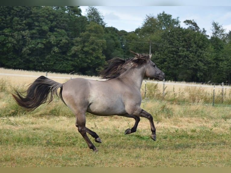 Mustang (american) Stallion Grullo in Maxsain