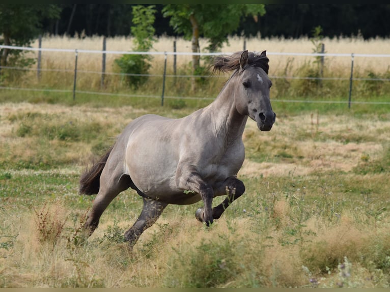 Mustang (american) Stallion Grullo in Maxsain