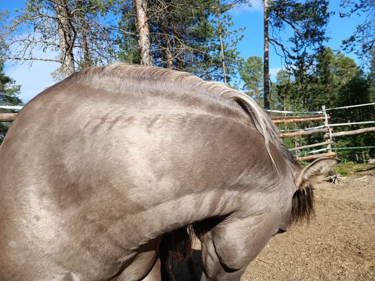 Mustang (american) Stallion Grullo in Maxsain