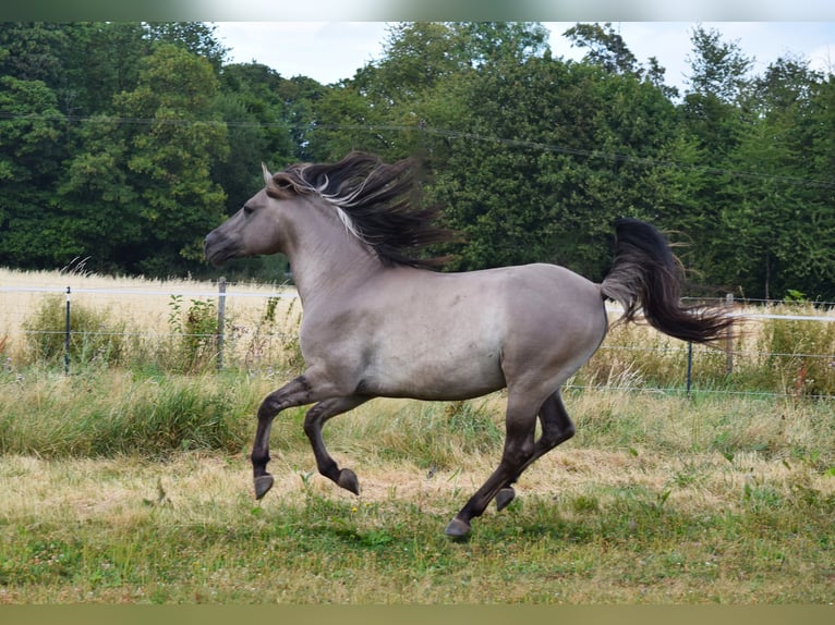 Mustang (american) Stallion Grullo in Maxsain