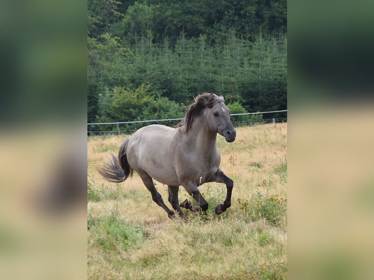 Mustang (american) Stallion Grullo in Maxsain