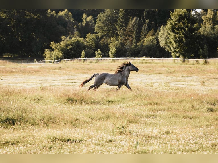 Mustang (american) Stallion Grullo in Maxsain