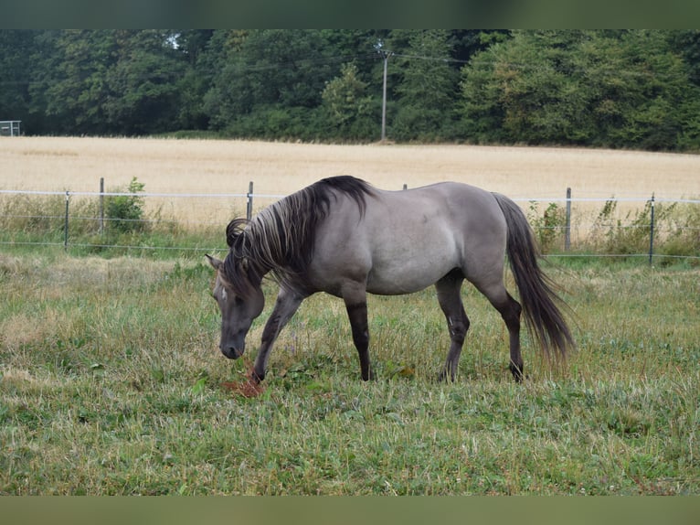 Mustang (american) Stallion Grullo in Maxsain