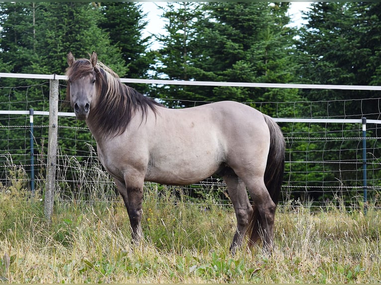 Mustang (american) Stallion Grullo in Maxsain