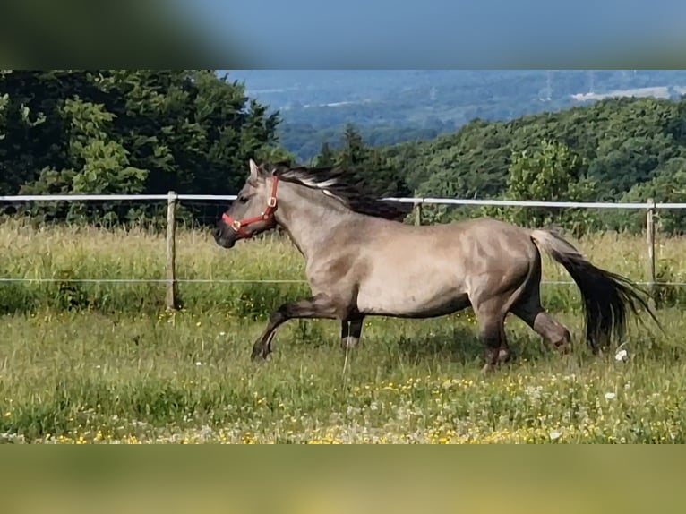 Mustang (american) Stallion Grullo in Maxsain