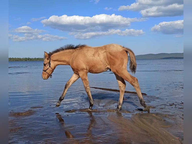 Mustang (american) Stallion Grullo in Maxsain