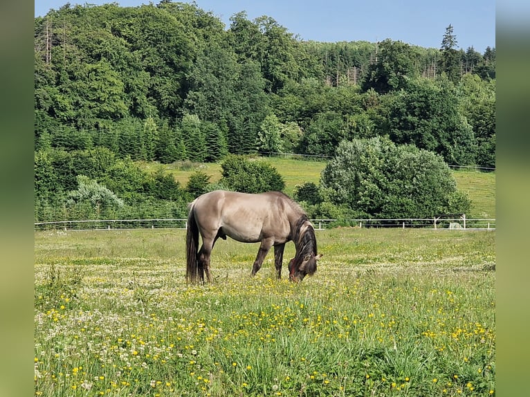 Mustang (american) Stallion Grullo in Maxsain