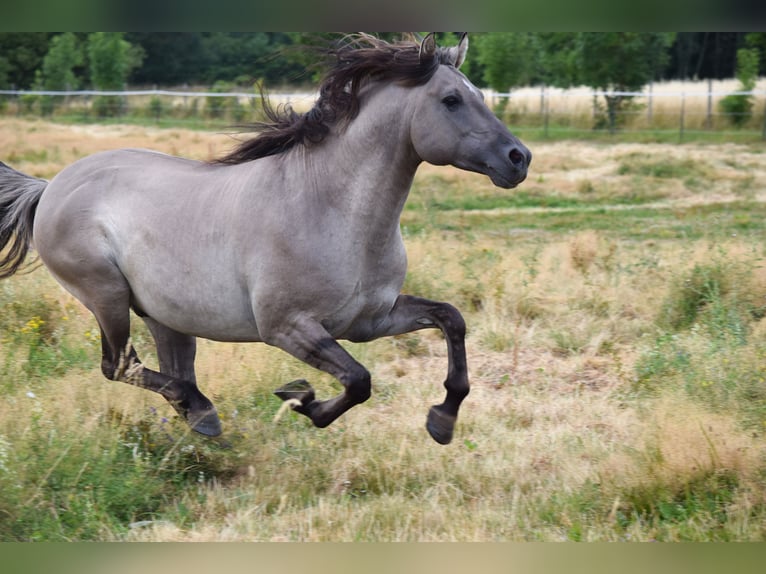 Mustang (american) Stallion Grullo in Maxsain