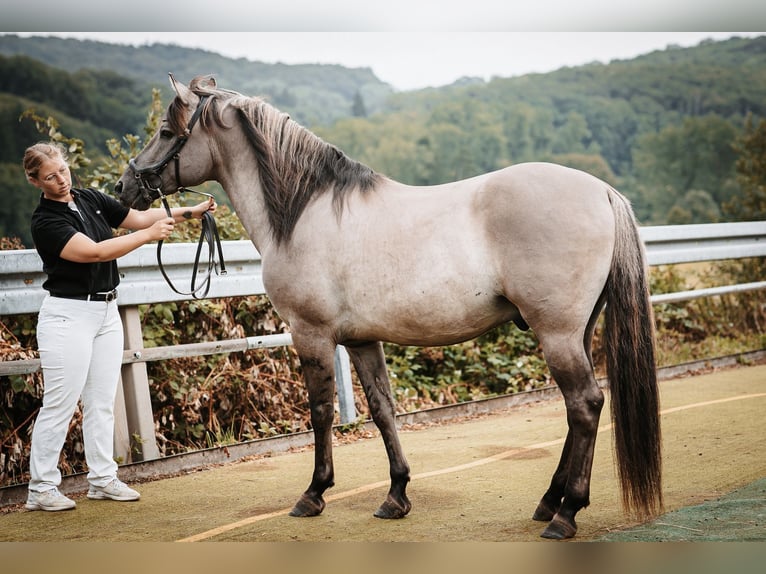 Mustang (american) Stallion Grullo in Maxsain