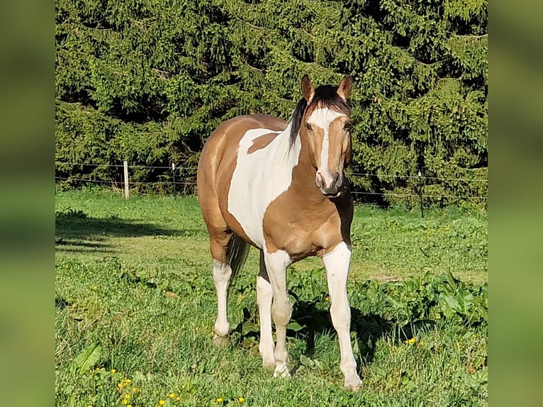 Mustang (american) Stallion Tobiano-all-colors in Zürbach