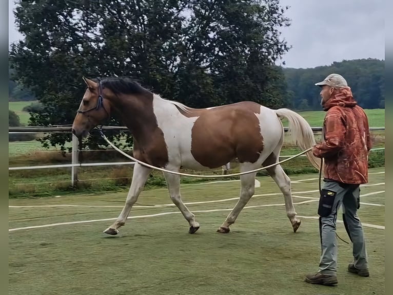 Mustang (american) Stallion Tobiano-all-colors in Zürbach