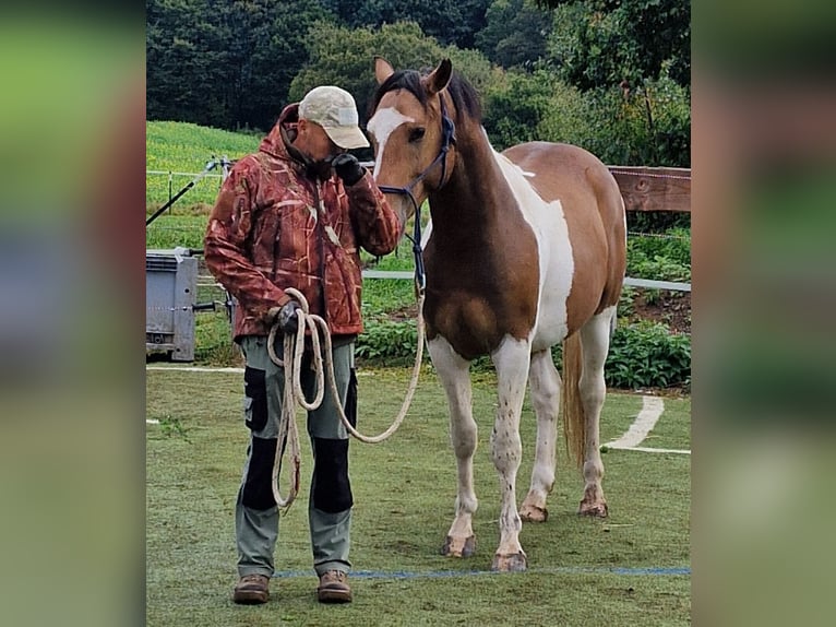 Mustang (american) Stallion Tobiano-all-colors in Zürbach
