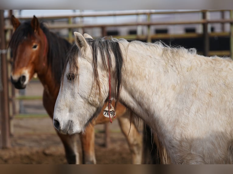 Mustang (americano) Castrone 10 Anni 144 cm Grigio in Heinzenbach