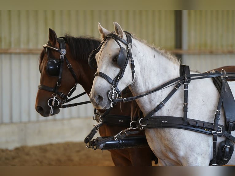 Mustang (americano) Castrone 10 Anni 145 cm Grigio in Heinzenbach