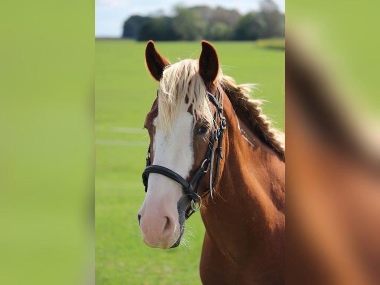 Mustang (americano) Castrone 10 Anni 146 cm Sauro in Rot an der Rot