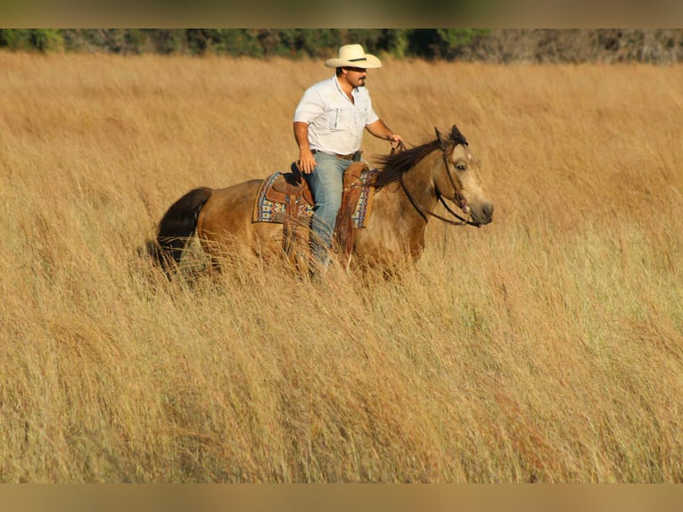 Mustang (americano) Castrone 10 Anni 152 cm Pelle di daino in Stephenville TX