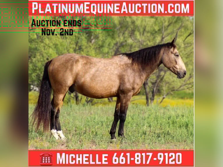 Mustang (americano) Castrone 10 Anni 152 cm Pelle di daino in Stephenville TX