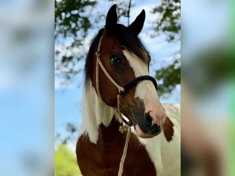 Mustang (americano) Castrone 12 Anni 152 cm Tobiano-tutti i colori in Brierfield