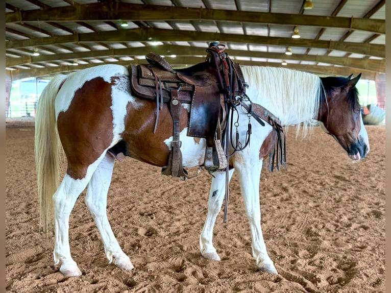 Mustang (americano) Castrone 12 Anni 152 cm Tobiano-tutti i colori in Brierfield