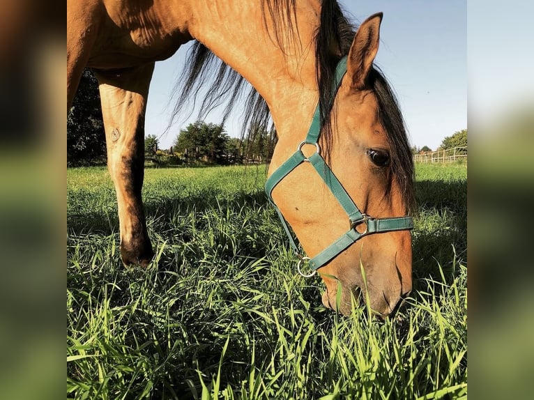 Mustang (americano) Castrone 12 Anni  in Bensheim