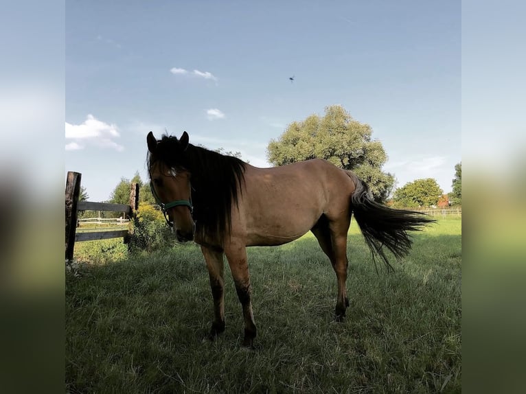 Mustang (americano) Castrone 12 Anni  in Bensheim