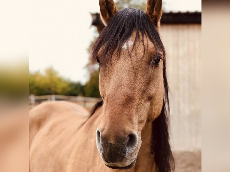 Mustang (americano) Castrone 12 Anni  in Bensheim