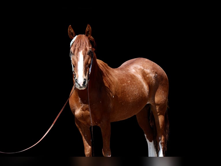 Mustang (americano) Castrone 14 Anni 142 cm Sauro ciliegia in Fort Collins