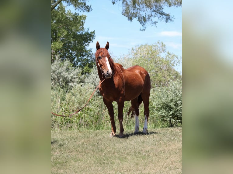 Mustang (americano) Castrone 14 Anni 142 cm Sauro ciliegia in Fort Collins