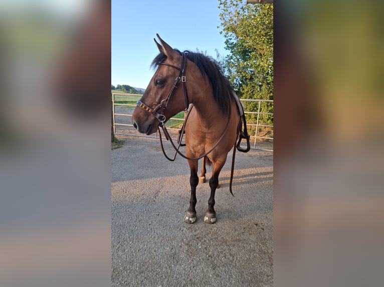 Mustang (americano) Castrone 14 Anni 152 cm Falbo in Rinchnach