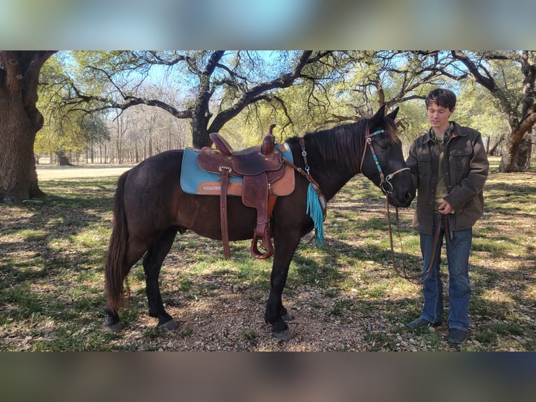 Mustang (americano) Castrone 15 Anni 142 cm Morello in Salado