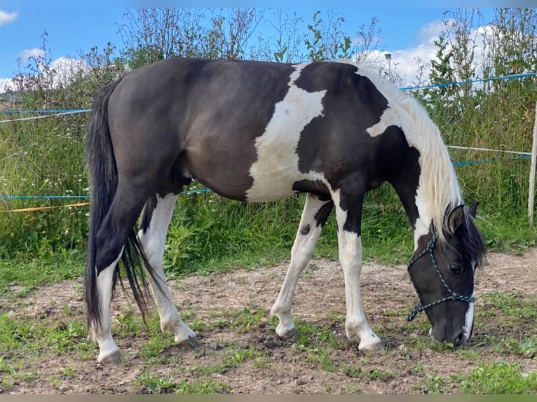 Mustang (americano) Castrone 2 Anni 135 cm Pezzato in Bad Hersfeld