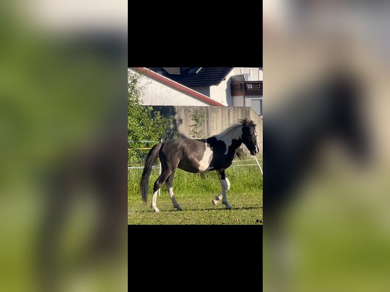 Mustang (americano) Castrone 2 Anni 135 cm Pezzato in Bad Hersfeld