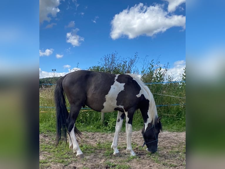 Mustang (americano) Castrone 2 Anni 135 cm Pezzato in Bad Hersfeld