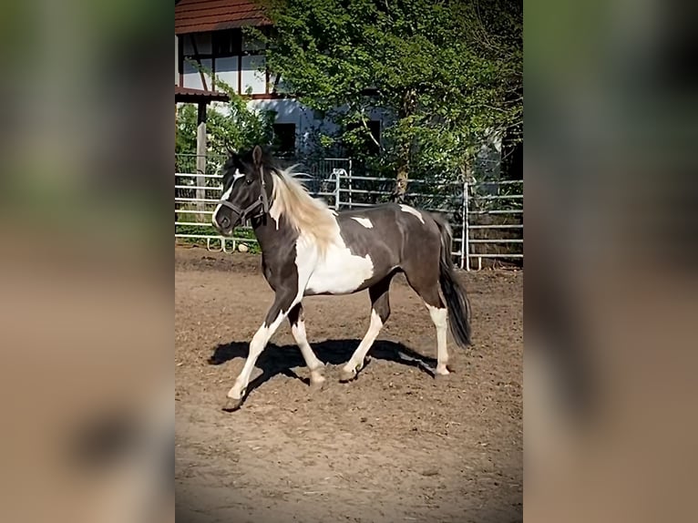 Mustang (americano) Castrone 2 Anni 135 cm Pezzato in Bad Hersfeld